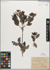 Foto von Salix myrsinifolia Salisb.